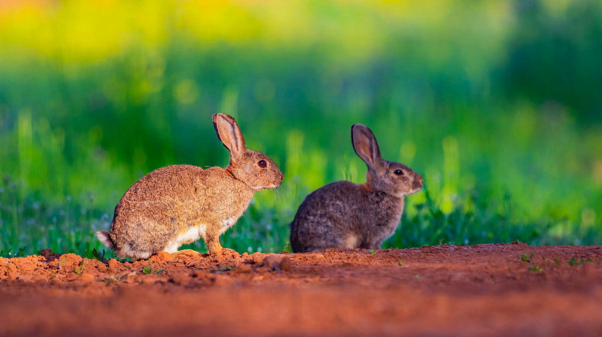 Two rabbits sitting together on a dirt path surrounded by greenery.