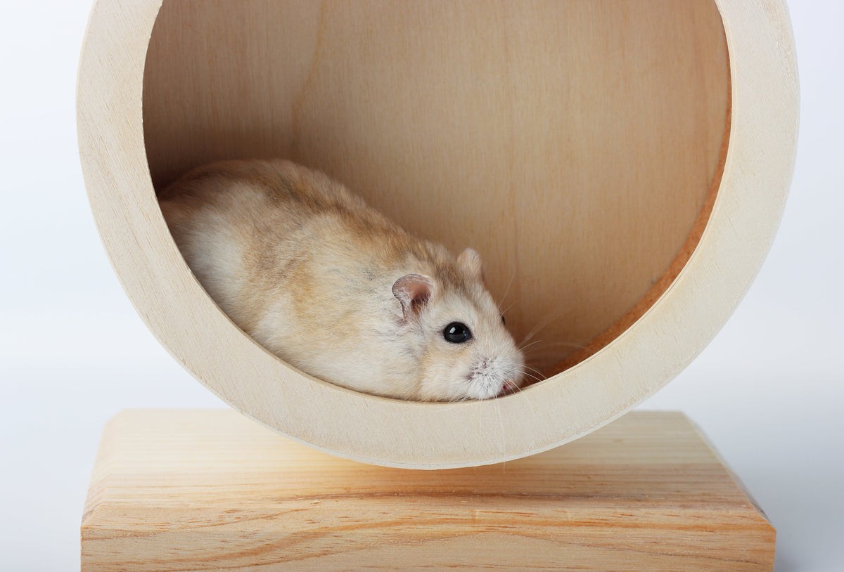 A dwarf hamster inside a wooden exercise wheel with a solid running surface.