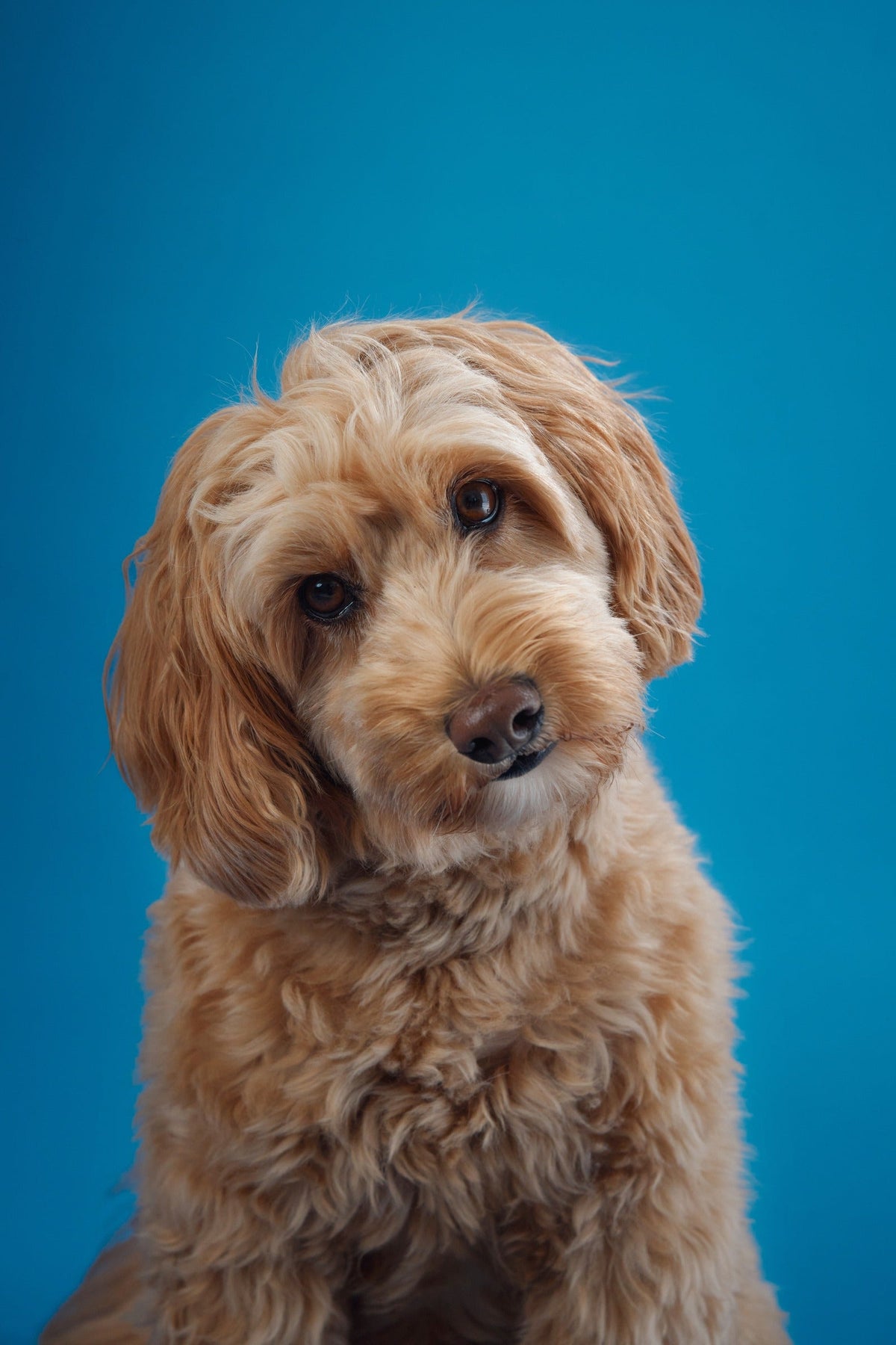 A small tan, curly-coated dog tilting its head against a blue background.
