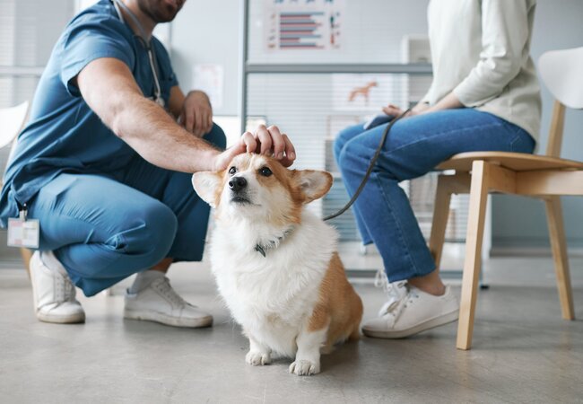 2025 Vet Guide: Canine Obesity – Risks, Management & Lifelong Wellness 🐶⚖️
