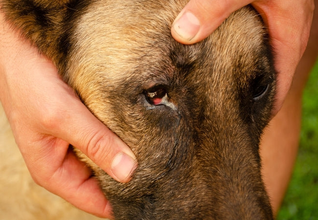 2025 Vet Guide: Dog Eye Discharge – Causes, When to See a Vet & Care 🐶👁️