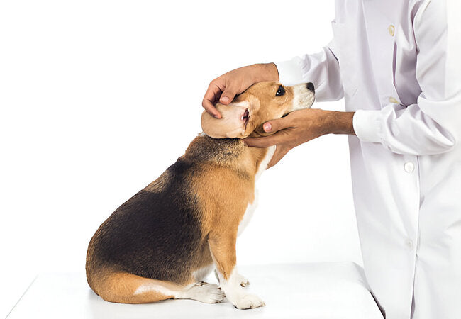 2025 Vet Guide: Rhinitis & Sinus Infections in Dogs – Causes, Diagnosis & Care 🐶👃