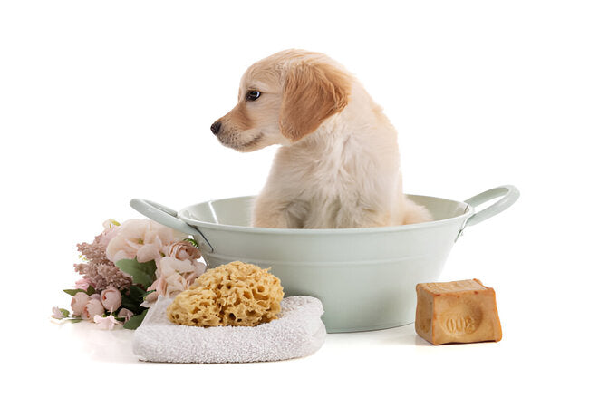 2025 Vet Guide: Soothing Itchy Skin with Oatmeal Baths for Dogs 🛁🐶