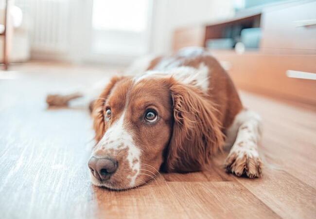 2025 Vet Guide: Understanding & Addressing Lethargy in Dogs 🐶💤