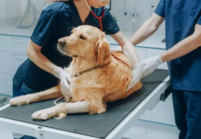2025 Vet Guide: Understanding & Managing Back Pain in Dogs 🐕💥