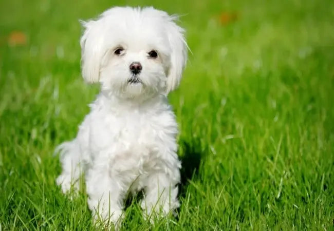 2025 Vet Guide: Understanding & Managing Chronic Diarrhea in Dogs 💩🐾