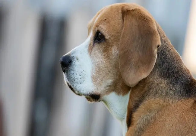 2025 Vet Guide: Understanding & Managing Dog Seizures 🐕‍⚕️⚡