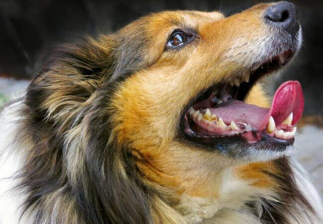 2025 Vet Guide: Why Dogs Chatter Their Teeth 🐶🦷