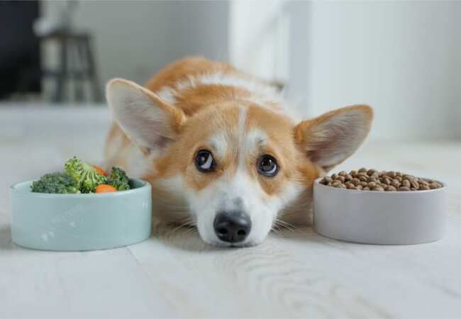 2025 Vet Guide: Why Isn’t My Dog Eating? Causes & Solutions 🐶🍽️