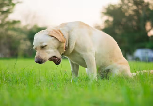 2025 Vet Guide: Why My Dog Is Throwing Up Blood – Causes, Care & When to Act 🐶🩸