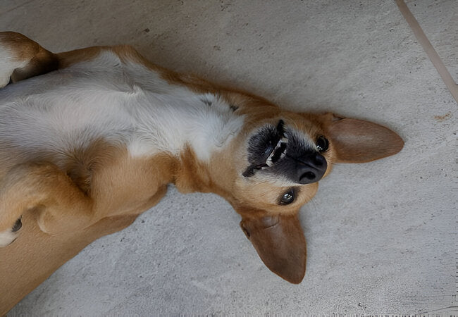 2025 Vet Insight: Why Does My Dog Lie On Me? Understanding Canine Connection 🐶💕