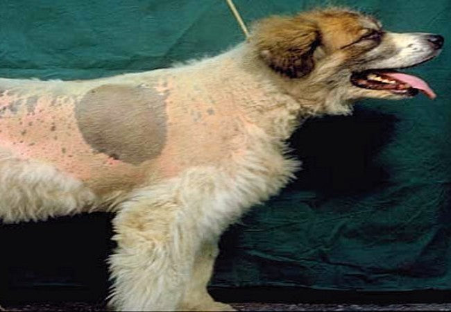 2025 Veterinary Guide to Canine Hyperandrogenism🐶🩺