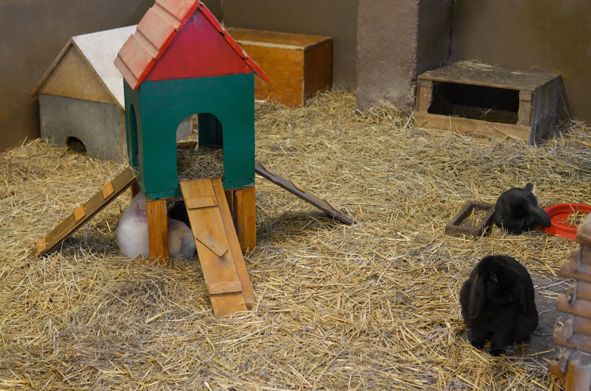 Rabbits in a hay-covered enclosure with wooden shelters and room to move.