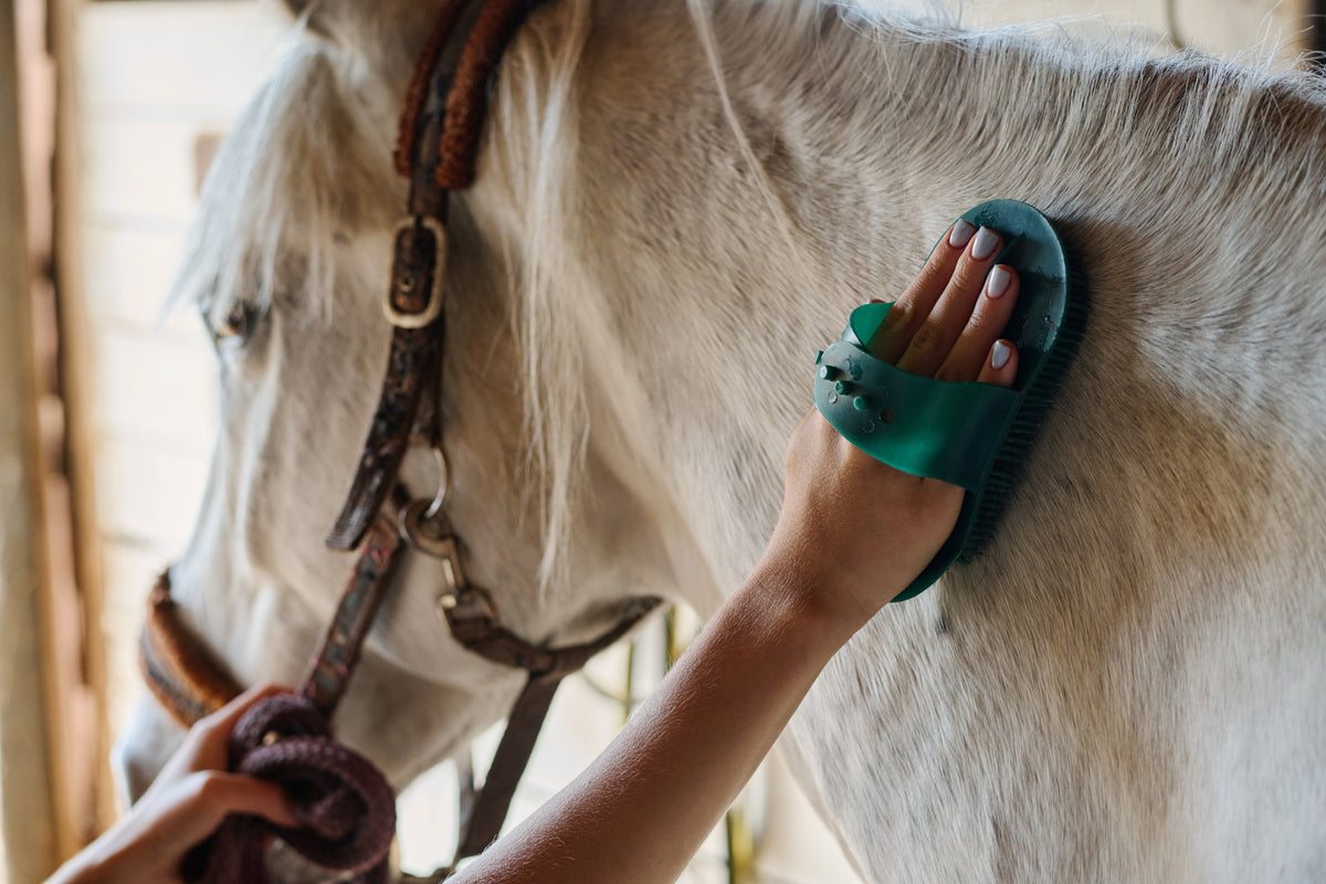 A hand brushing a gray horse's neck with a green grooming brush.