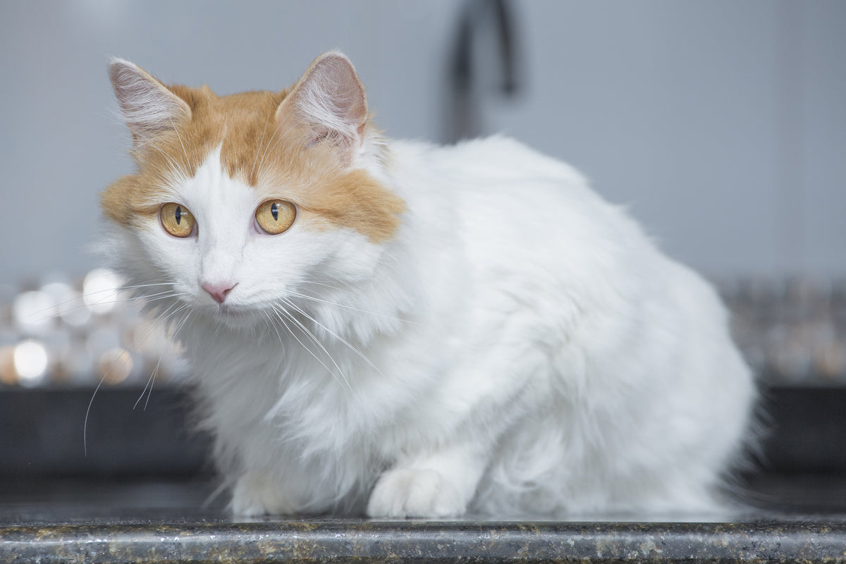 White Turkish Van cat with ginger head markings and amber eyes.