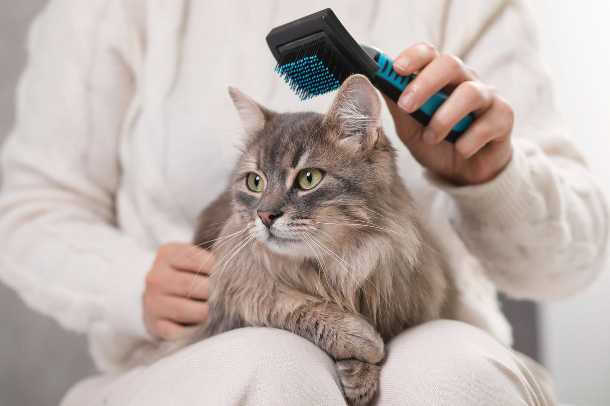 A person grooming a longhaired tabby cat on their lap.