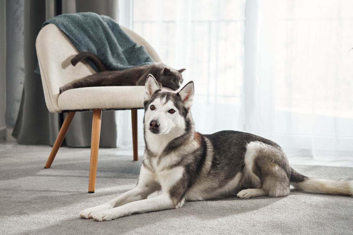 A gray cat resting on a chair while a husky lies nearby on the floor.
