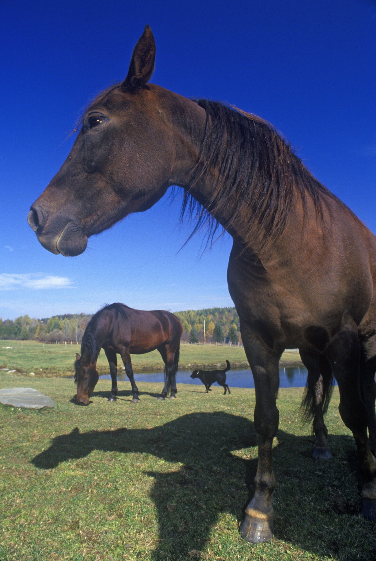 Morgan horse standing in a green pasture in Danville, Vermont.