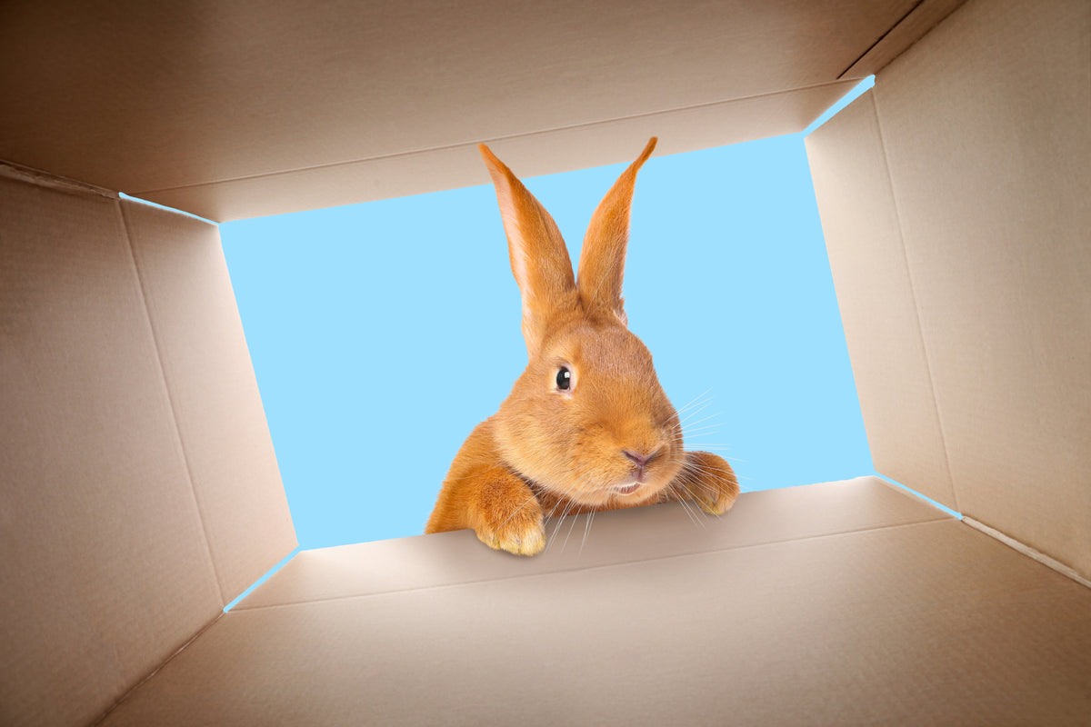 A brown rabbit peering into an open cardboard box.