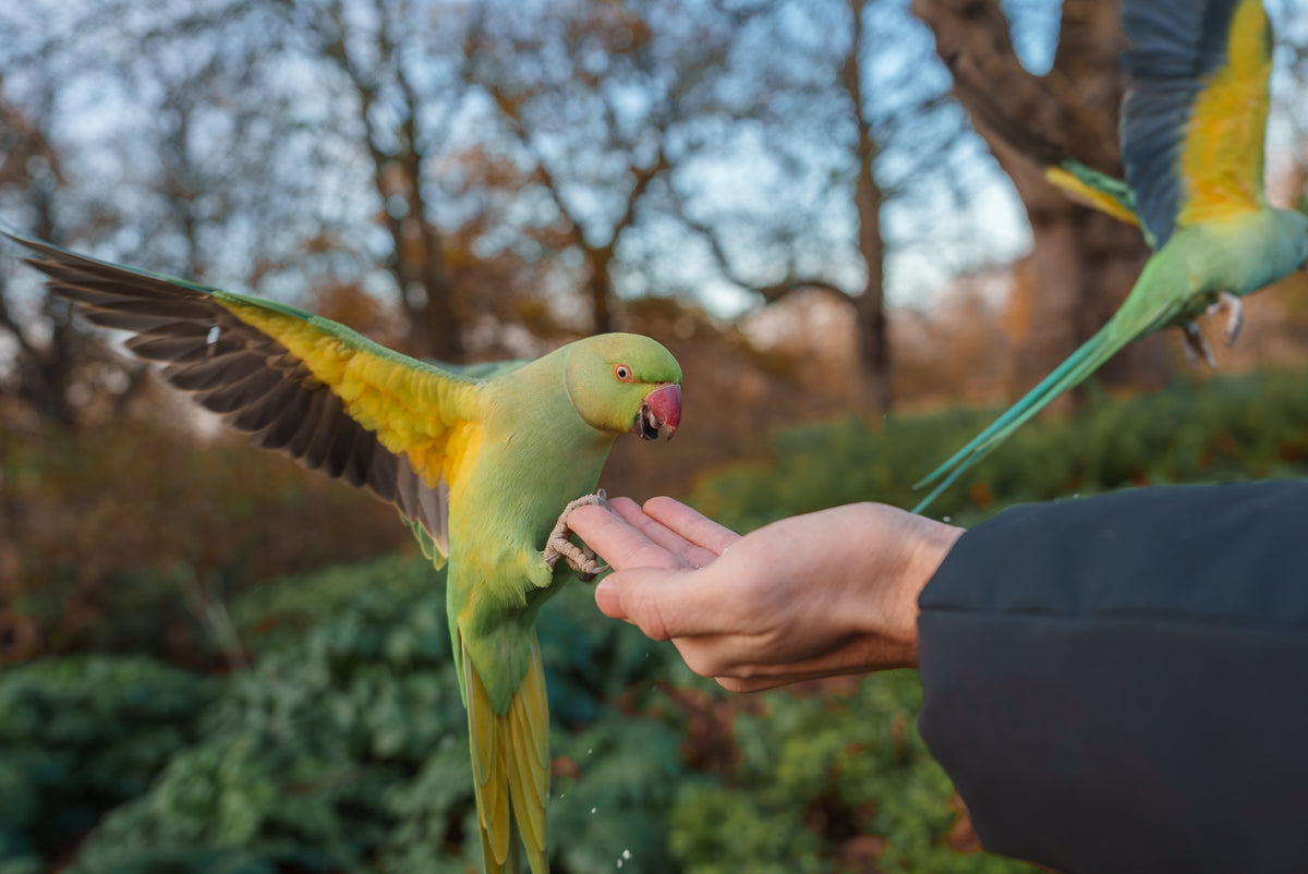 Green parakeets approaching a person's outstretched hand outdoors.
