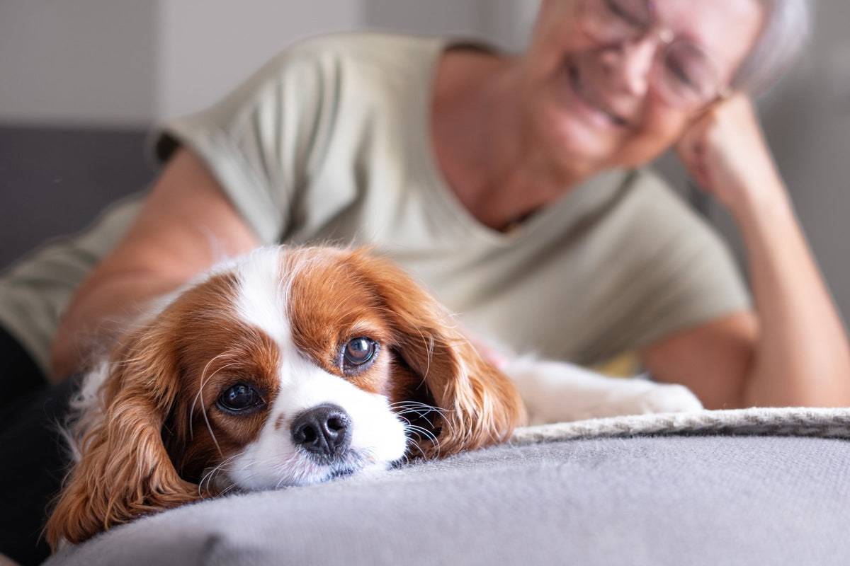 A brown-and-white dog resting on a sofa with a person nearby.