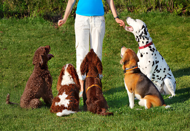 5 Non-Food Rewards for Dog Training and When to Use Them