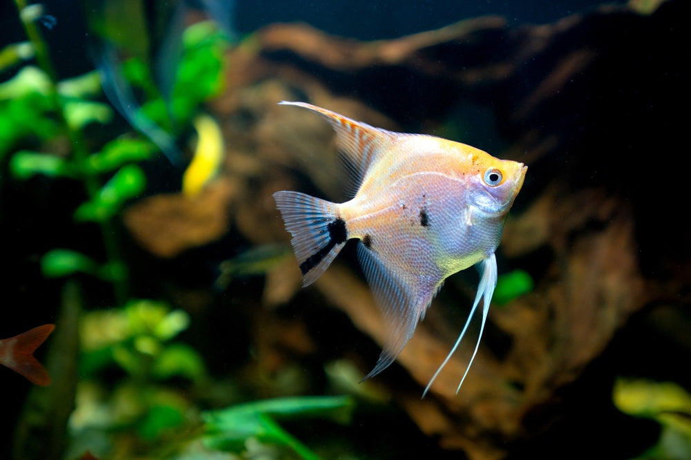 5 Fascinating Angelfish Facts: Vet Guide 2025 🐟🩺