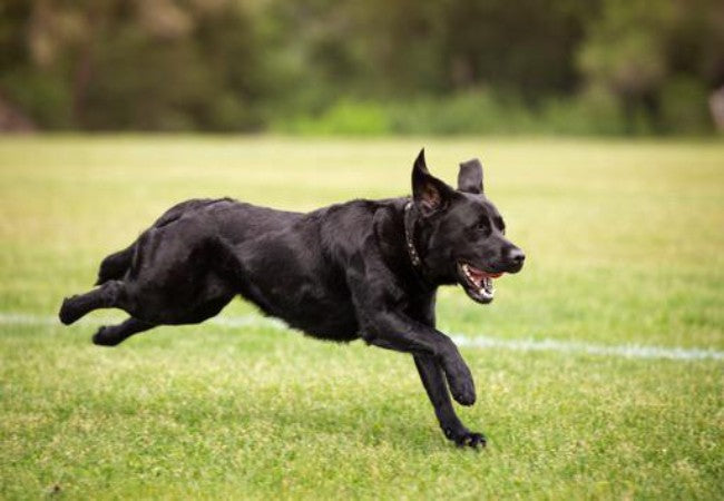 5 Signs Your Dog Is Getting Too Much Exercise