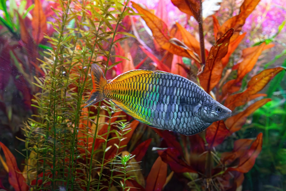 6 Fascinating Rainbowfish Facts: Vet Guide 2025 🐟🩺