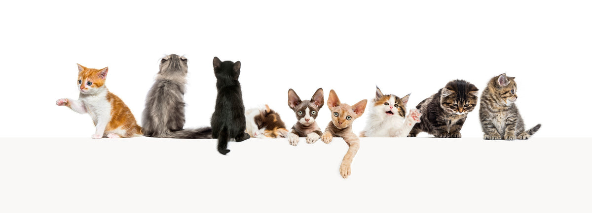 Cats with different coat colours and patterns arranged against a white background.