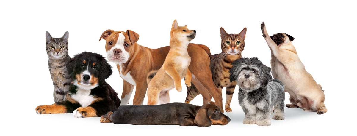 A group of dogs and cats of different sizes against a white background.