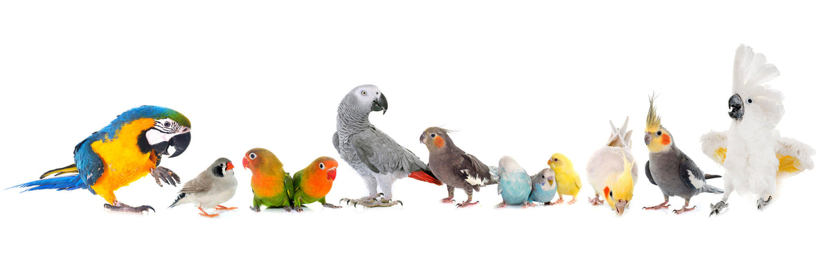 A row of pet birds of different sizes and colours against a white background.