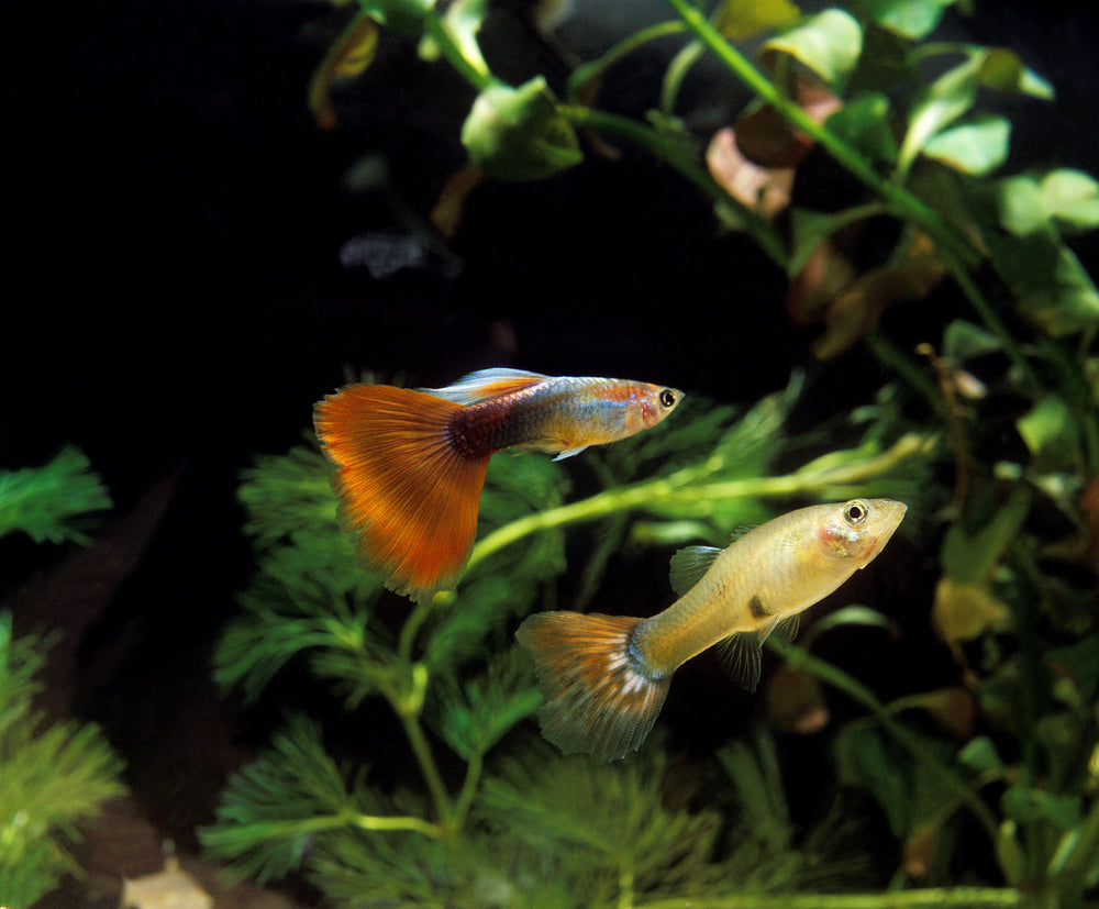 8 Guppy Facts That Help You Understand and Care for These Colourful Fish