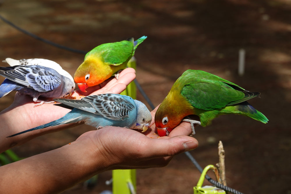 A Daily Routine for Pet Birds: Food, Activity and Rest