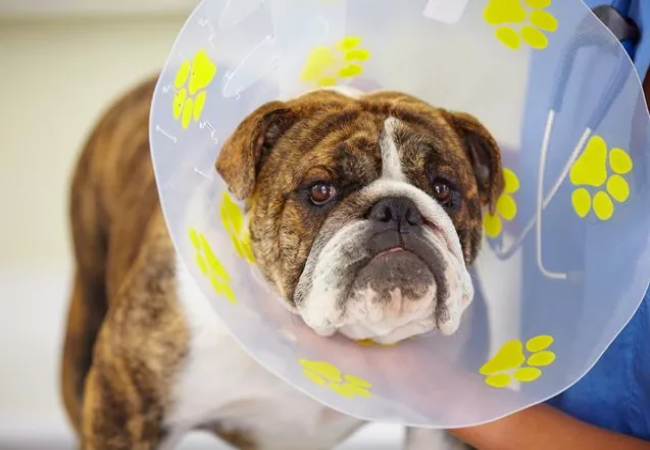 A Home Recovery Kit for Your Dog's Spay or Neuter