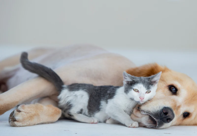 Introducing a Cat to a Dog: A Safe Step-by-Step Plan