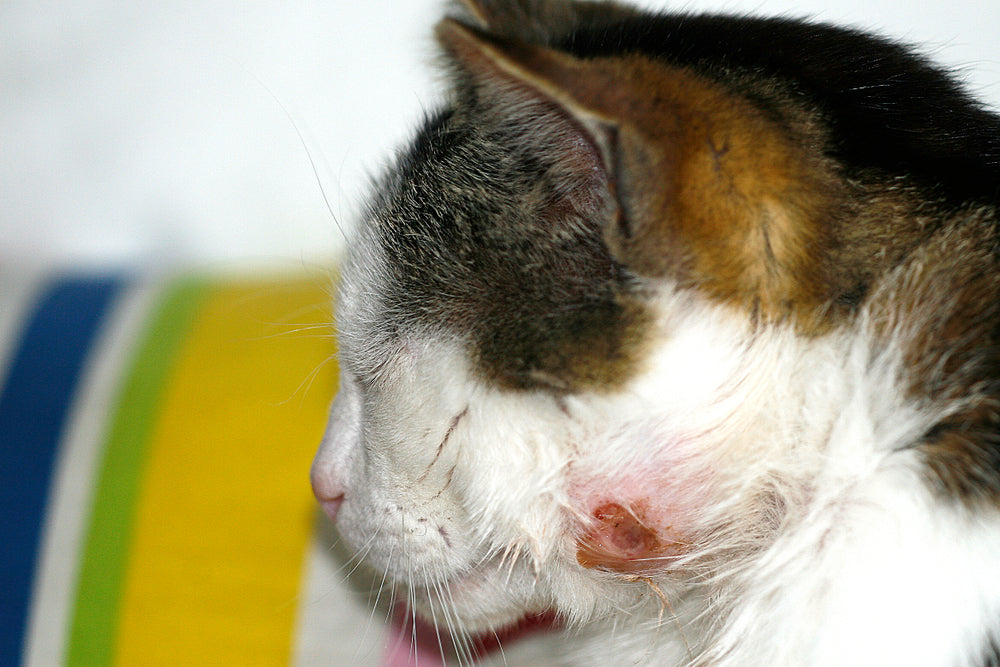 Abscess in Pets: 2025 Vet First Aid Guide for Safe Home Care and Veterinary Treatment 🐶🩺