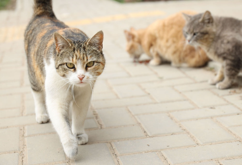 How to Help an Adopted Stray Cat Settle Into Your Home