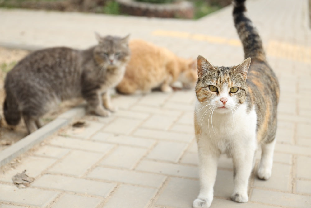 Adopting a Stray Cat: What to Check Before Bringing Them Home
