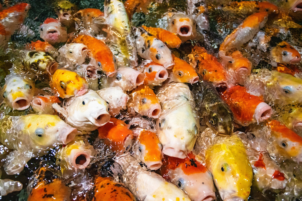 Aeromonas Infections in Fish: Vet Guide 2025 🐟🩺
