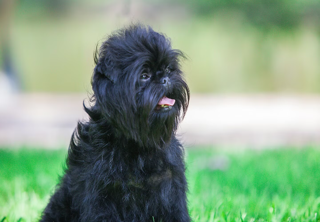 Affenpinscher Care: Temperament, Grooming and Health