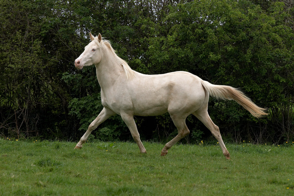 Akhal-Teke Horses: Temperament, Daily Care and Choosing the Right Match