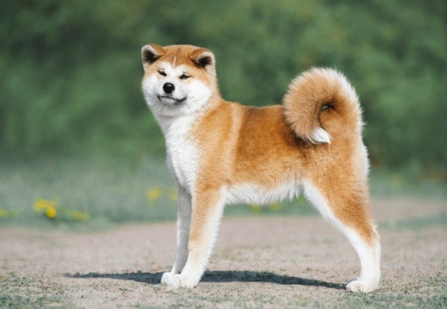 Akita Care: Temperament, Training and Health Priorities