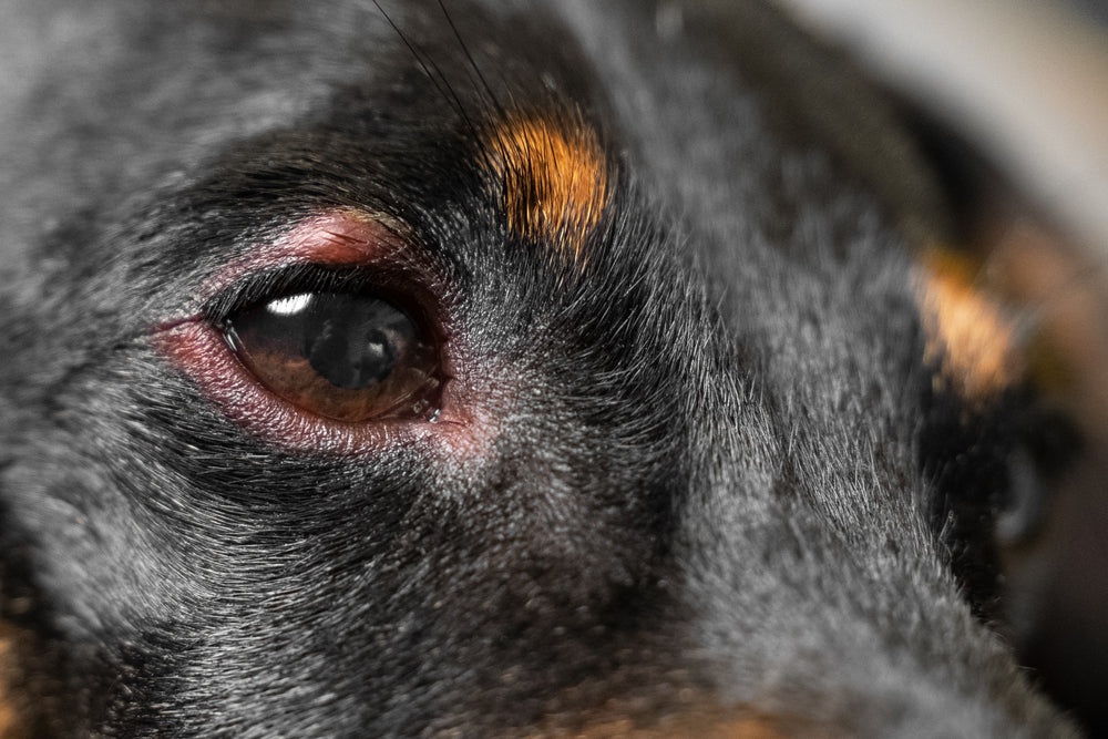 Allergic Conjunctivitis in Dogs and Cats – A 2025 Vet Guide to Eye Irritation and Treatment 🩺👁️