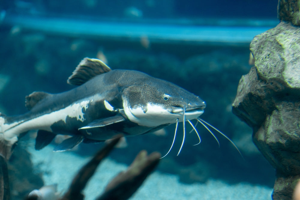 Amazing Catfish Facts: Vet Guide 2025 🐟🩺