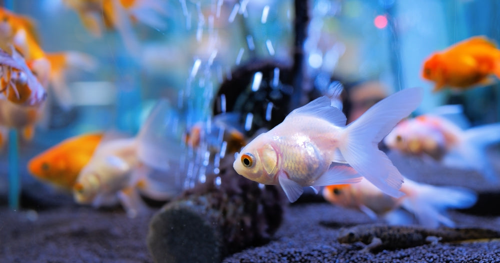 Amazing Fish Surgery Cases: Vet Guide 2025 🐟🩺
