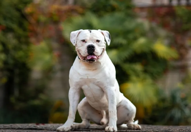 American Bulldog Care: Training, Exercise and Health