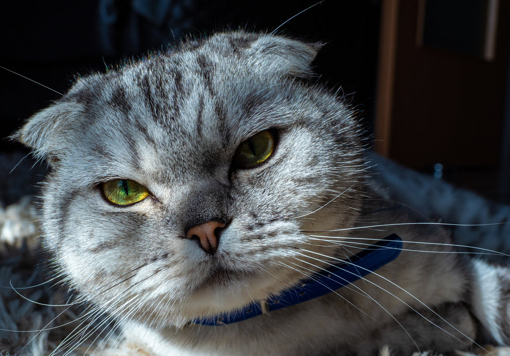 Comprehensive Vet Guide 2025: American Wirehair Cats – Rare, Robust & Vet‑Recommended 🐾🐱