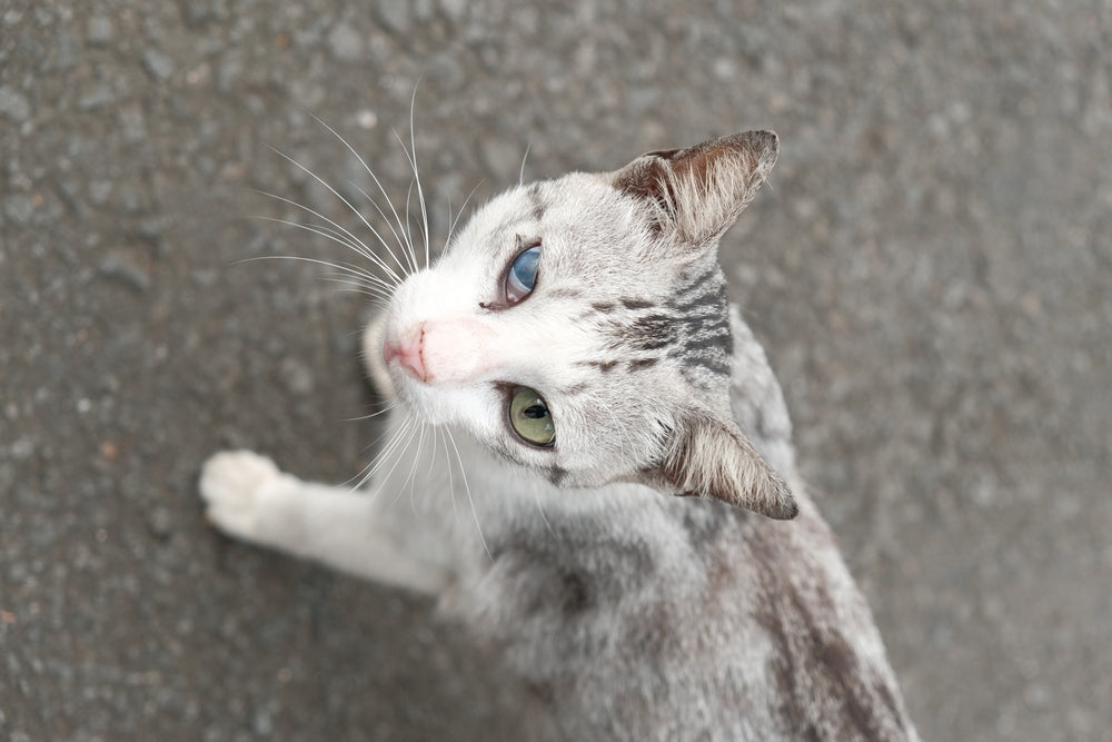 Anisocoria in Cats: Vet-Approved Guide to Causes, Diagnosis & Treatment in 2025 🐱👁️