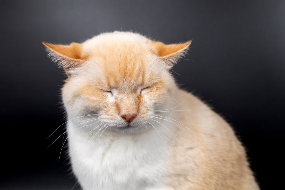 Anterior Uveitis in Cats: Vet Ophthalmic Diagnosis & 2025 Treatment Guide 🐱👁️